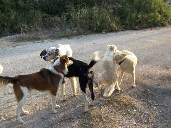 Εορδαία: Δυο περιστατικά επίθεσης αδέσποτων ζώων σε πολίτες