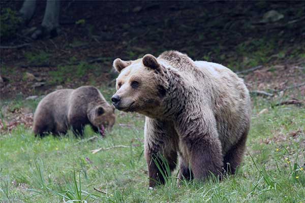 Η Δυτική Μακεδονία ζητά θεσμοθέτηση για αρκούδες με προβληματική συμπεριφορά – Παραδείγματα χωρών που οδηγούνται σε θανάτωση πληθυσμού