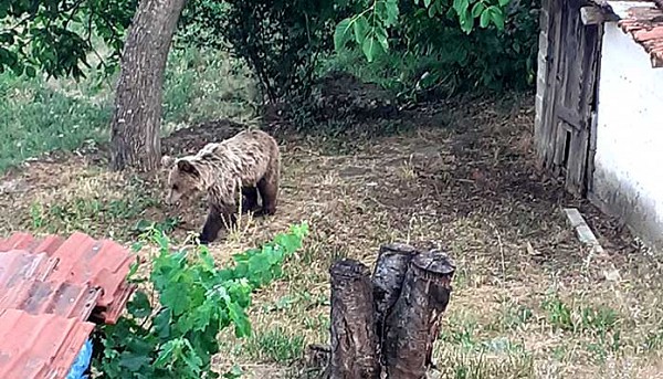 Η αρκούδα έκανε σπίτι της… την αυλή ενός κατοίκου στην Καστοριά – [φωτογραφίες]