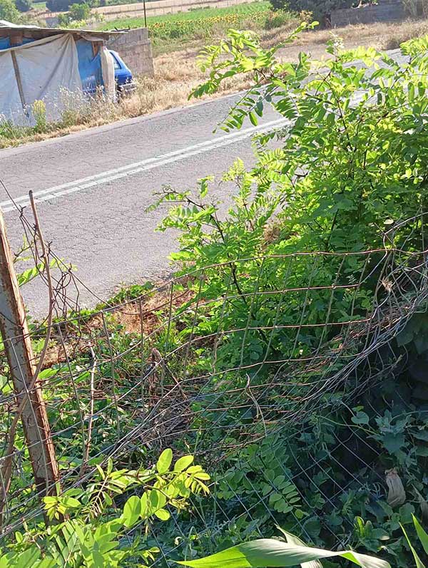 Αρκούδα εισέβαλε σε μικρή πτηνοτροφική μονάδα και ρήμαξε όλα τα πουλερικά στην Αναρράχη