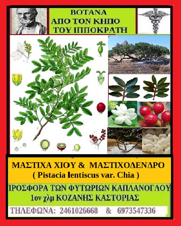 Μαστίχα Χίου & μαστιχόδενδρο (Pistacia lentiscus var. Chia)- Γράφει η Μάρθα Στ. Καπλάνογλου