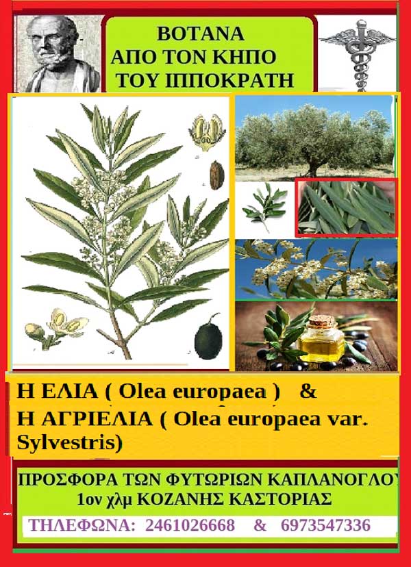Η ελιά και η αγριελιά-Της Μάρθας Στ. Καπλάνογλου