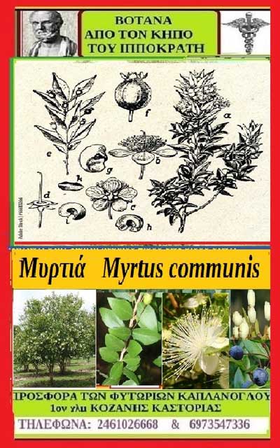 Μυρτιά – Myrtus communis, φυτά από τον κήπο του Ιπποκράτη-Της Μάρθας Στ. Καπλάνογλου