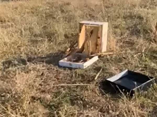 Καταστροφής κυψελών από αρκούδες στο Δήμο Κοζάνης