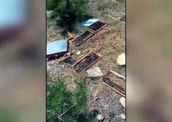 Κοζάνη: Νέα επίθεση αρκούδας σε κυψέλες και μελίσσια – Τα στοιχεία του ΕΛΓΑ για τις ζημιές σε καλλιέργειες και ζωικό κεφάλαιο