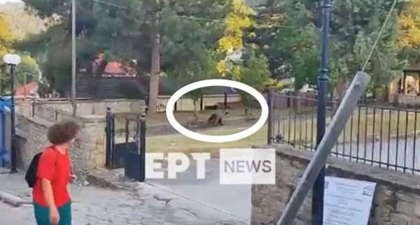 Αρκούδα εμφανίστηκε σε αυλή σχολείου στο Νεστόριο Καστοριάς (βίντεο)