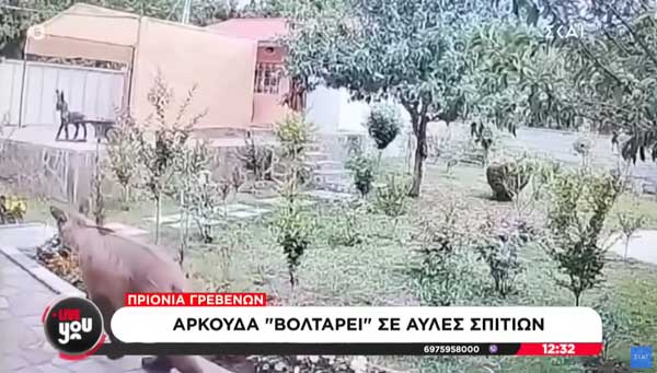 Πριόνια Γρεβενών: Αρκούδα «βολτάρει» σε αυλές σπιτιών