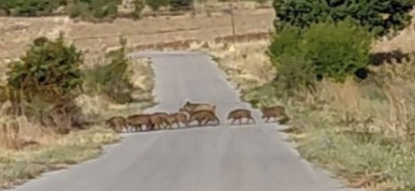 Ολόκληρη οικογένεια αγριόχοιρων στην κοινότητα Άρδασσας λίγο πριν το Μοναστήρι του Αγίου Κοσμά!