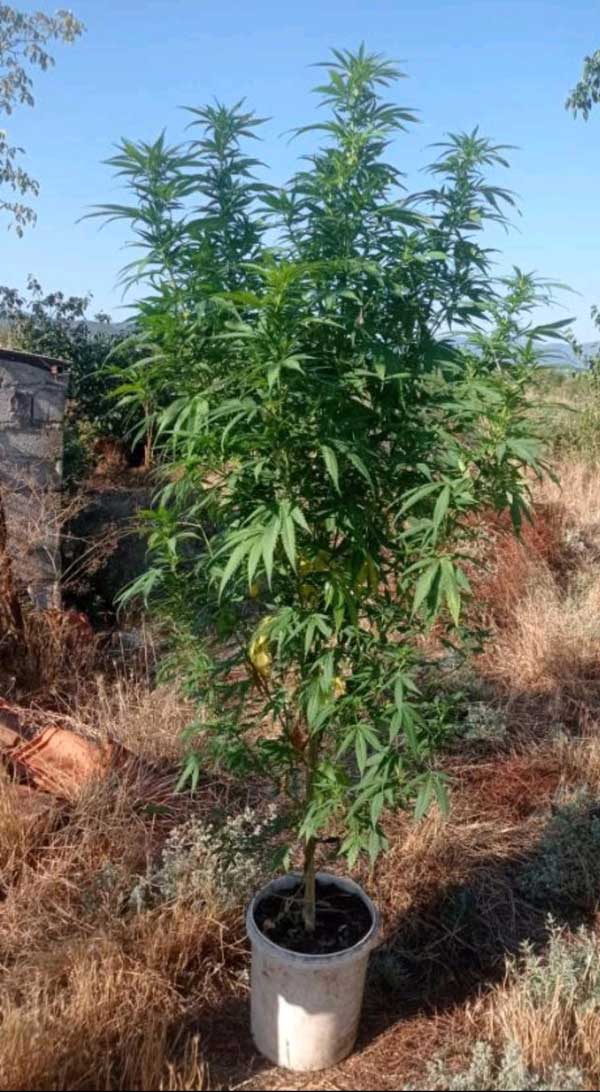 Σύλληψη σε περιοχή της Κοζάνης για καλλιέργεια δενδρυλλίου κάνναβης και κατοχή ναρκωτικών ουσιών