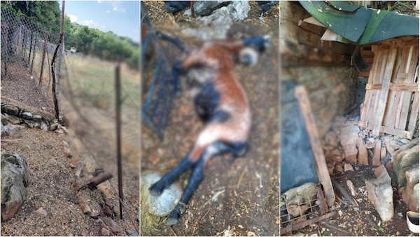 Ανάστατοι και αγανακτισμένοι οι κάτοικοι της Λευκοπηγής από τις συνεχείς επιθέσεις αρκούδων
