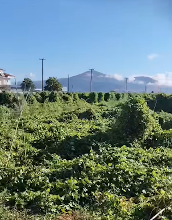 Καταστροφικές οι συνέπειες για πολλές καλλιέργειες της ΠΕ Καστοριάς