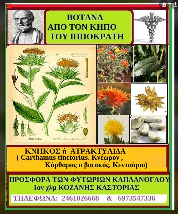 Κνήκος ή Ατρακτυλίδα: Φυτά από τον κήπο του Ιπποκράτη-Γράφει η Μάρθα Στ. Καπλάνογλου
