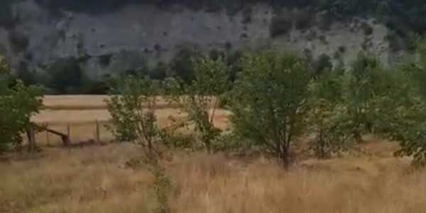 Αρκούδα στους Λικνάδες Βοΐου διέλυσε τα δένδρα