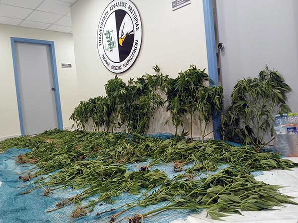 Καστοριά: Εντοπίστηκε φυτεία κάνναβης με 183 δενδρύλλια