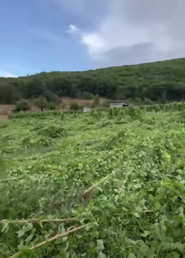 Καταστροφικός άνεμος στο Σισάνι. Κατέστρεψε τις καλλιέργειες των φασολιών