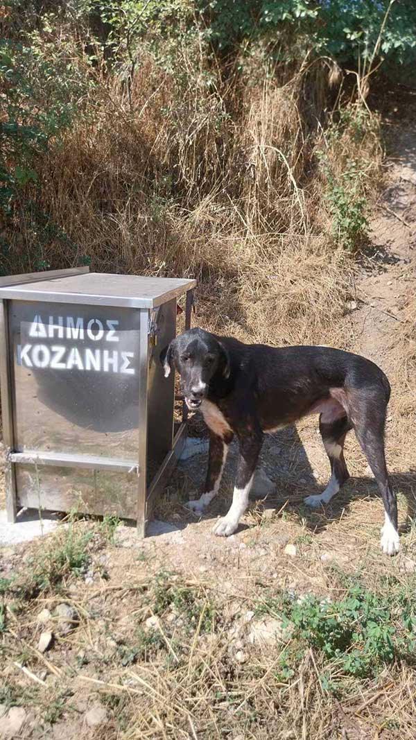 Πλήρωση δοχείων σίτισης αδέσποτων ζώων συντροφιάς