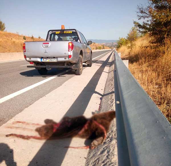 Αρκουδάκι νεκρό στον κάθετο άξονα της Εγνατίας – Τι αναφέρει ο Κυνηγετικός Σύλλογος Εορδαίας