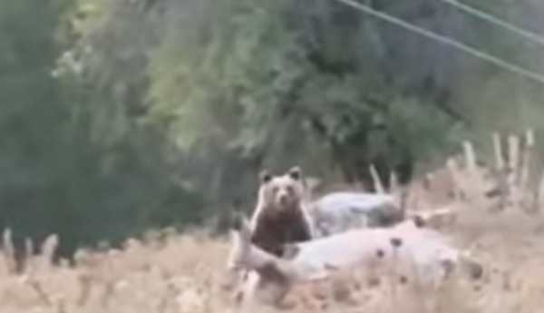 Αρκούδα τρώει νεκρή αγελάδα στο χωριό Περιβόλι Γρεβενών