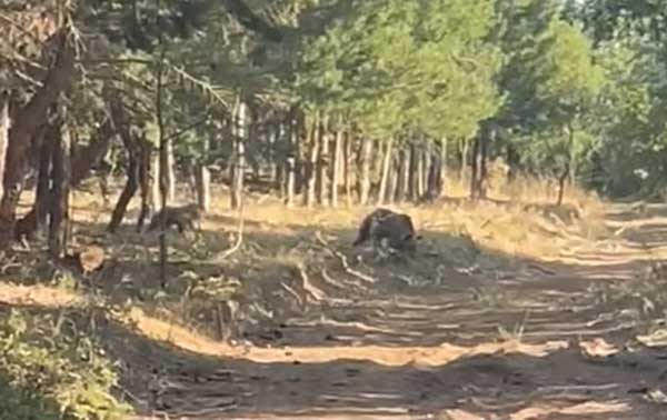 Εμφάνιση αρκουδοοικογένειας στο Κουρί Πτολεμαΐδας