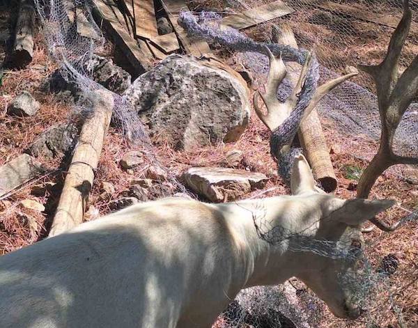 Επιτυχής απεγκλωβισμός ελαφιού στην Καστοριά