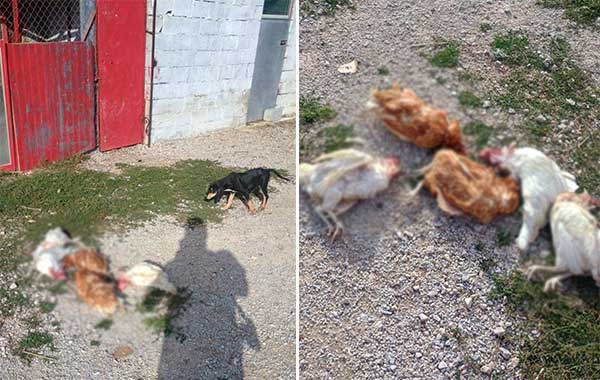 Συνεχίζονται οι επιθέσεις των μινκ στη Δυτική Εορδαία