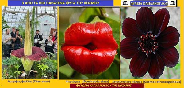 Τρία από τα πιο παράξενα λουλούδια του κόσμου-Γράφει ο Σταύρος Π. Καπλάνογλου