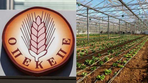 ΟΠΕΚΕΠΕ: 72χρονη και όχι 72χρονος πήρε σχεδόν 1 εκ