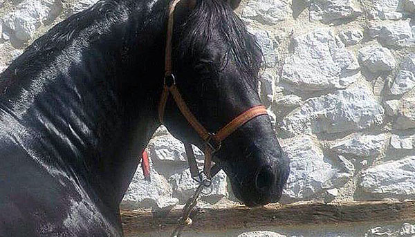 Ιππικό κέντρο στο Βόιο με αθλητική και θεραπευτική ιππασία