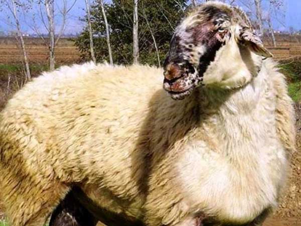 Πιθανό κρούσμα ευλογιάς στην Π.Ε. Κοζάνης – Σε συναγερμό οι αρχές