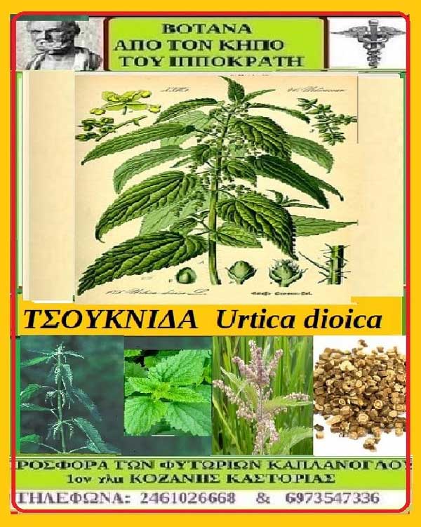 Τσουκνίδα Urtica dioica: Βότανα από τον κήπο του Ιπποκράτη-Της Μάρθας Στ. Καπλάνογλου*