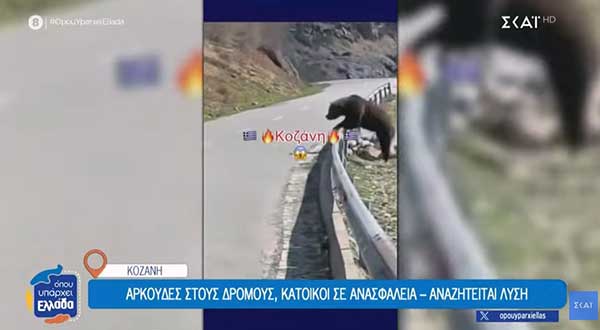 Κοζάνη: Αρκούδες στους δρόμους, κάτοικοι σε ανασφάλεια – Αναζητείται λύση