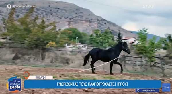 Κοζάνη: Πλαγιοτροχαστές Ίπποι, μια μοναδική φυλή αλόγων από την εποχή του Μεγάλου Αλεξάνδρου