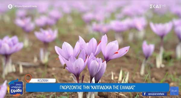 Ο κρόκος της Κοζάνης, το κόκκινο χρυσάφι που δοκιμάζεται από την κλιματική κρίση