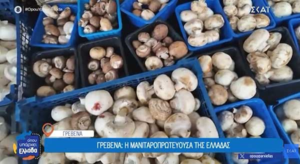 Γιατί τα Γρεβενά έχουν τον τίτλο της «μανιταροπρωτεύουσας» της Ελλάδας