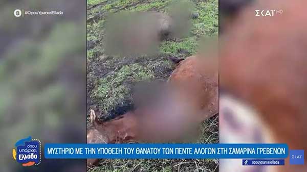 Μυστήριο με τον φρικιαστικό θάνατο πέντε αλόγων στη Σαμαρίνα Γρεβενών