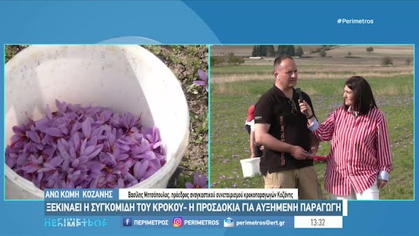 Κοζάνη: Αρχίζει η συγκομιδή του κρόκου στην Άνω Κώμη