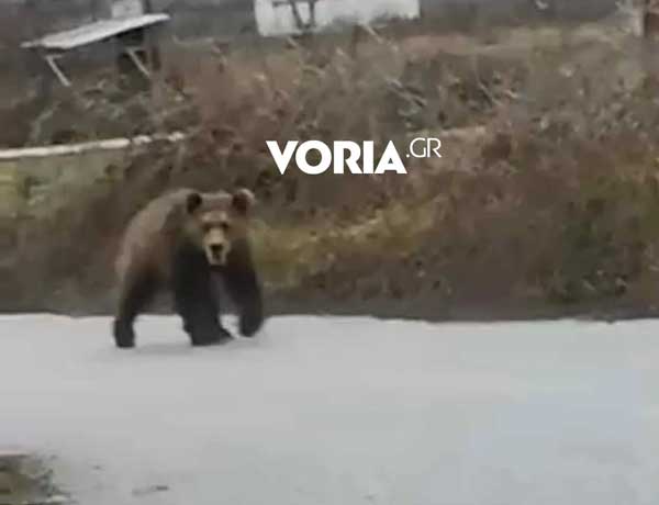 Αναρχία στον… χειμέριο ύπνο από ζωηρή αρκούδα που βολτάρει στην Αναρράχη