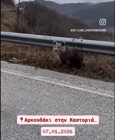 Αρκουδάκι στην Καστοριά