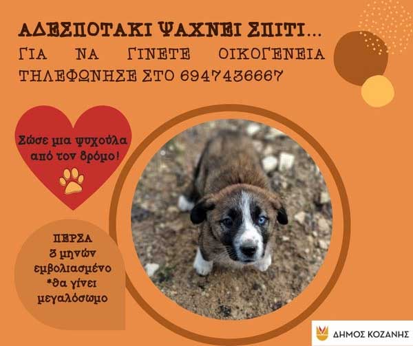 Δήμος Κοζάνης: «Υιοθέτησε ένα αδεσποτάκι» – Κάλεσε στο 6947436667