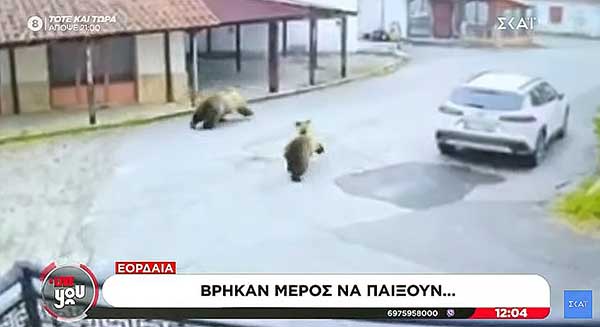 Απίστευτη εικόνα στην Εορδαία: Αρκούδες παίζουν κυνηγητό