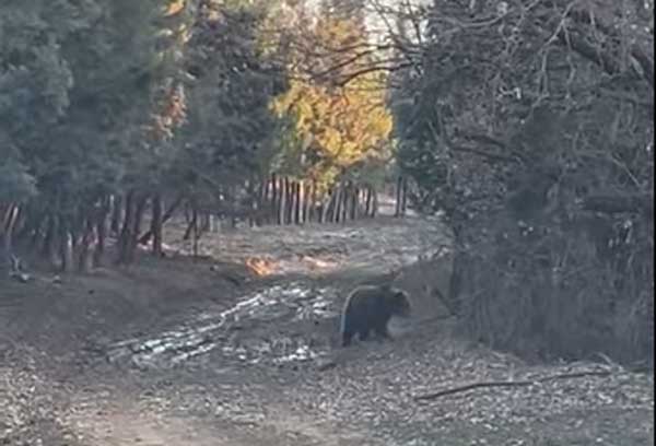 Αρκούδα στο Κουρί Πτολεμαΐδας