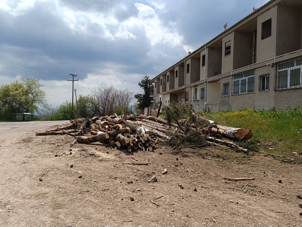 Καταγγελία για κοπή δέντρων στην περιοχή της Αγίας Παρασκευής στην Κοζάνη