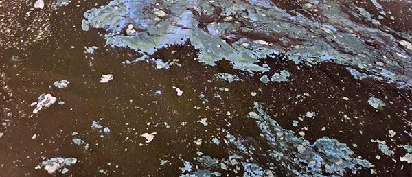 Περιφέρεια Δυτικής Μακεδονίας: Το «φαινόμενο του αφρού»  στη Λίμνη Πολυφύτου δεν αποτελεί κίνδυνο  για τη δημόσια υγεία ή το οικοσύστημα