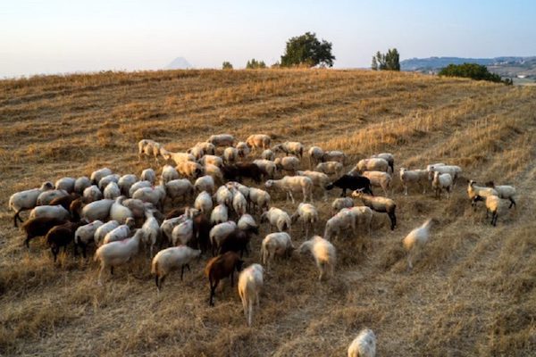 Δυτική Μακεδονία: Μόνο μεταξύ «ελεύθερων περιοχών» οι μετακινήσεις των κοπαδιών