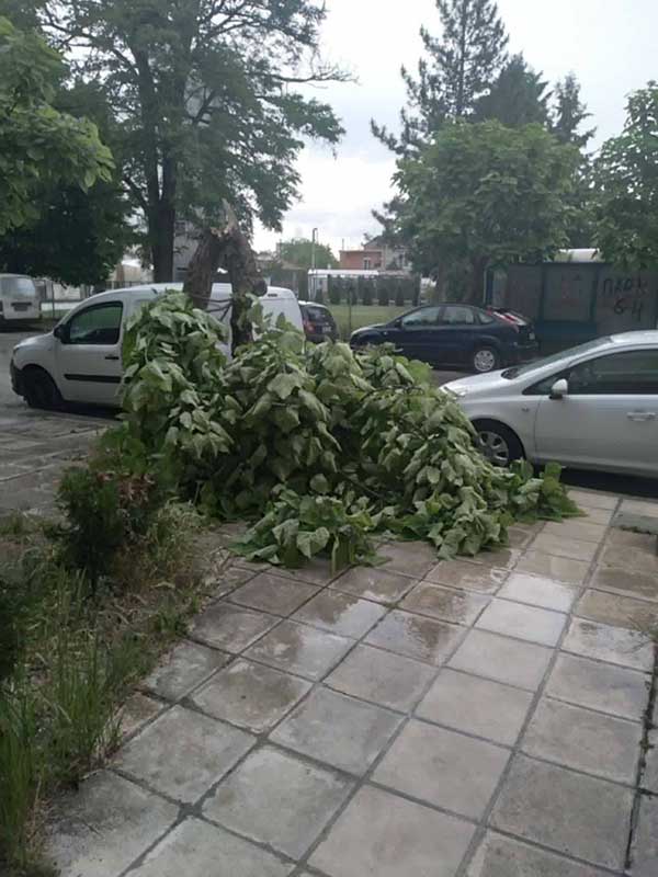 Κλαδιά δέντρων σωριάστηκαν σε πεζοδρόμια στην Πτολεμαΐδα εξ’ αιτίας των ισχυρών ανέμων και της βροχής