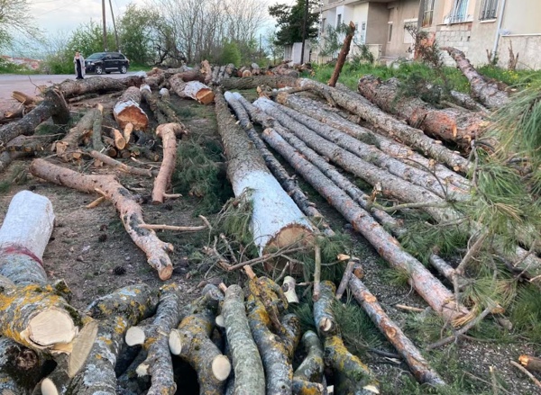 H Οικολογική Κίνηση Κοζάνης για την κοπή δέντρων στην περιοχή της Αγία Παρασκευή Κοζάνης