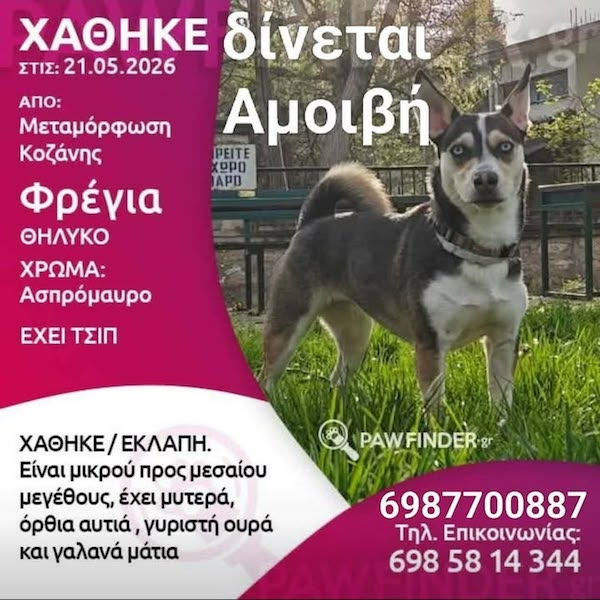 Μεταμόρφωση Κοζάνης: Χάθηκε η Φρέγια – Έκκληση για πληροφορίες