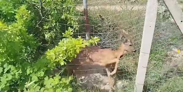 Απεγκλωβισμός και απελευθέρωση ζαρκαδιού από τον κάθετο άξονα της Εγνατίας
