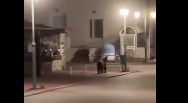 Αρκούδα κοντά στην πλατεία της Άρδασσας