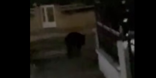 Εμφάνιση αρκούδας στη Γαλάτεια Εορδαίας